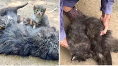 Mother cat showing no sign of life, and her poor kittens asking us if they could meet her again!.