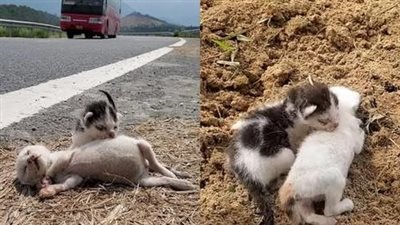 The poor kitten was abandoned in the middle of the highway, constantly protecting his brother, an unforgettable journey of resilience, hope and recovery