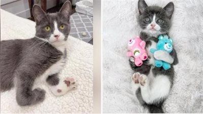 In the face of challenges, Tulip, the cat deemed ‘flawed,’ proves that nothing can hinder her pursuit of happiness, inspiring all who witness her resilient spirit.