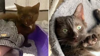 Wild and Rare Brown ‘Bear’ Kitten Has Lots of Love Hibernating Inside His Scared Little Body