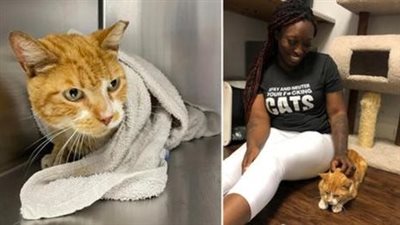 Friendly ‘Chapo’ the Cat Survives the Philly Streets and Pneumonia All Because ‘Love’ Showed Up