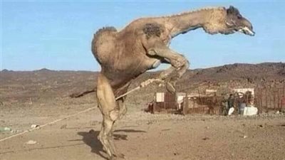 قهر جمل